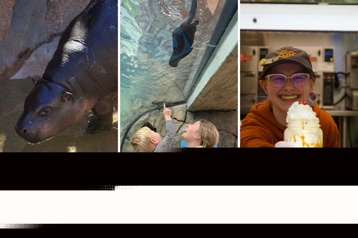 Beat the Heat and Save Big at John Ball Zoo with Their New Summer Discount