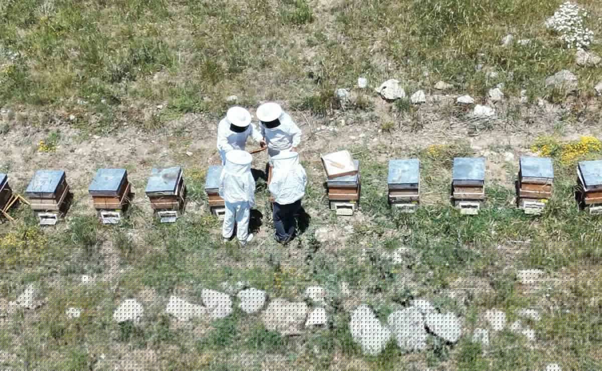 Erzincanlı Arıcılar Bal Hasadı İçin Gün Sayıyor
