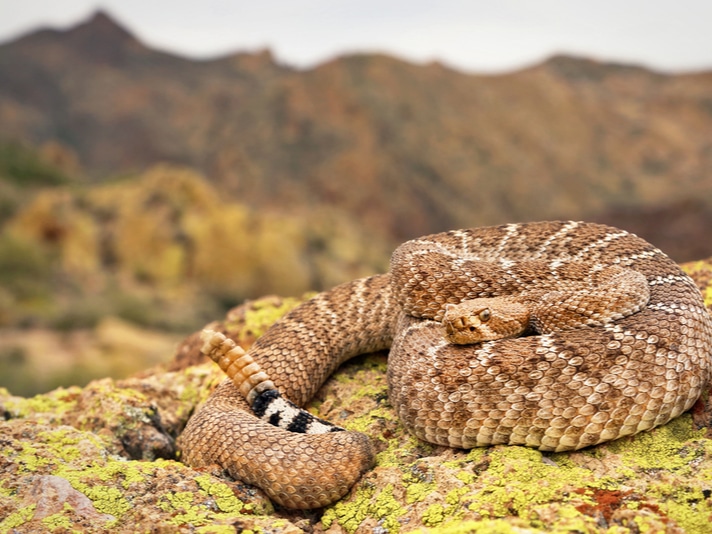 Rattlesnakes Can Act As Seed Dispersers Study Says