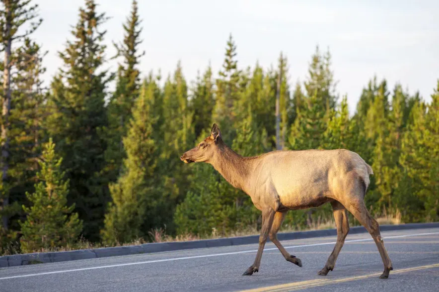 Sask. adds elk hunting opportunity in effort to limit crop damage