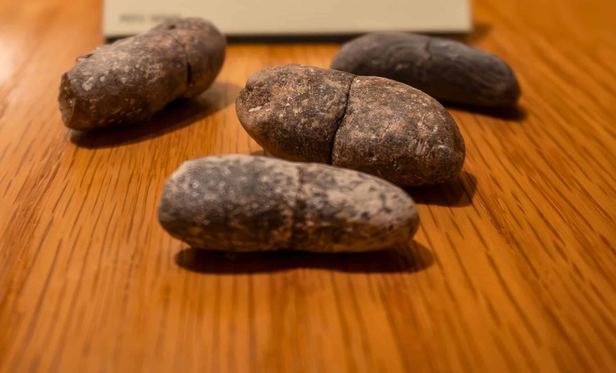 For 300 Million Years, Fossilized Poop Was Trapped in Stone — And It’s Holding the Fingerprints of Creatures Long Gone