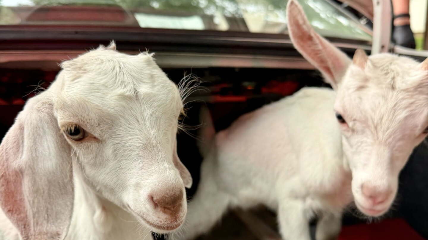 ‘All kidding aside’: Mo. police find baby goats in trunk of stolen vehicle