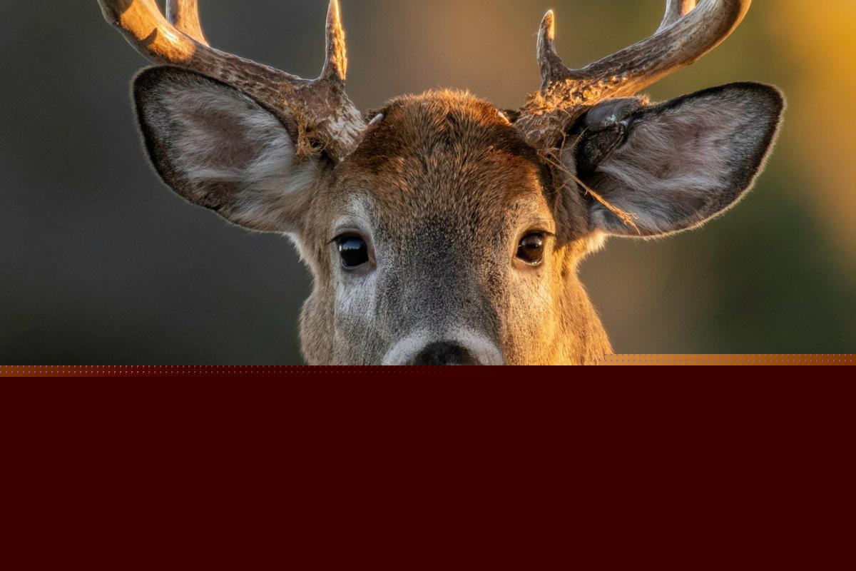 Major Michigan Deer Hunting Rule Changes for 2026 Season