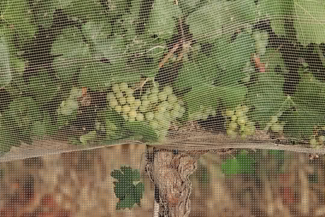 People are willing to pay more for climate-proof wine, study shows