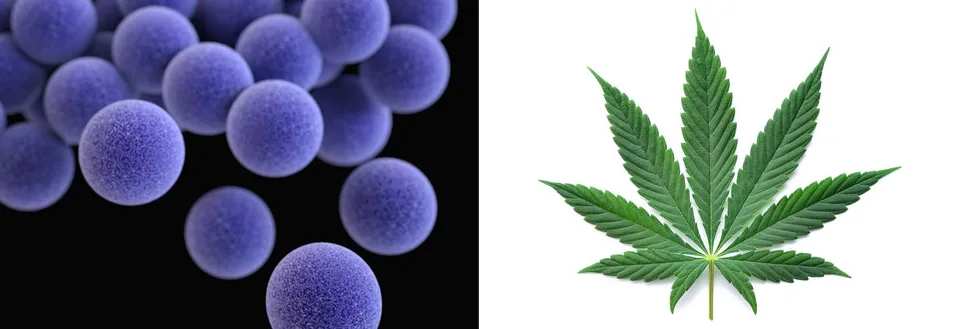 Study Finds Cannabis Extracts Inhibit MRSA