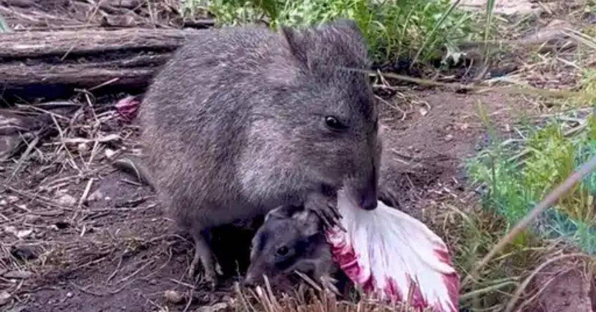 Zoo celebrates as new joey is born