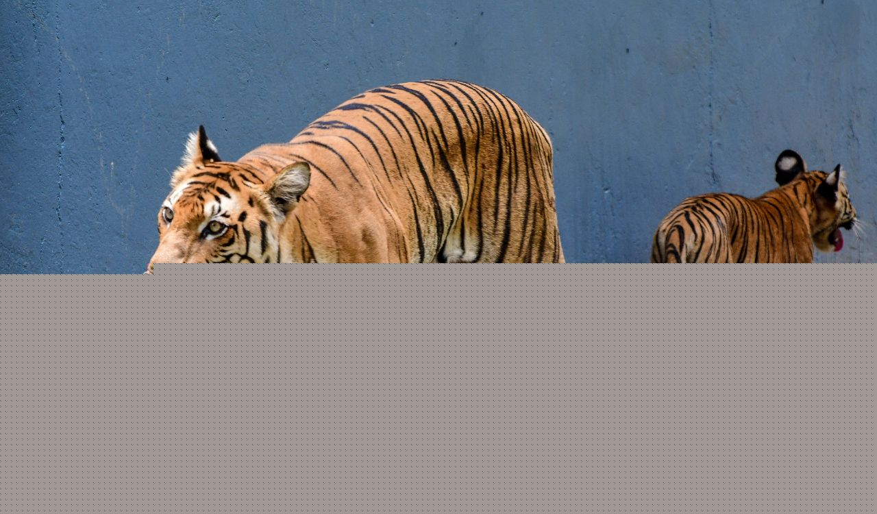 Bandhavgarh Tiger Reserve marks International Tiger Day with conservation awareness programmes