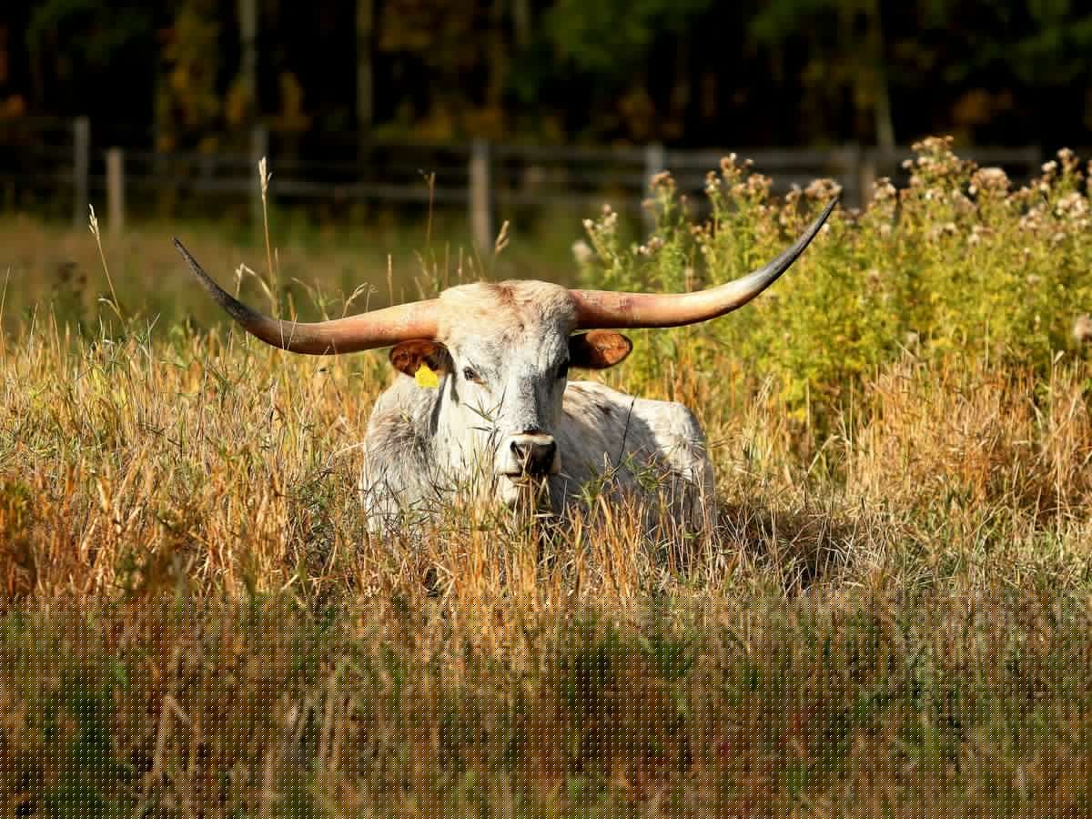 RCMP cattle-rustling investigation results in charges against southern Alberta teenager