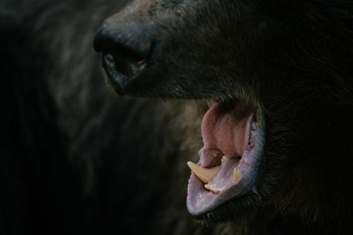 Bear Attacks Jogger On Idaho Trail