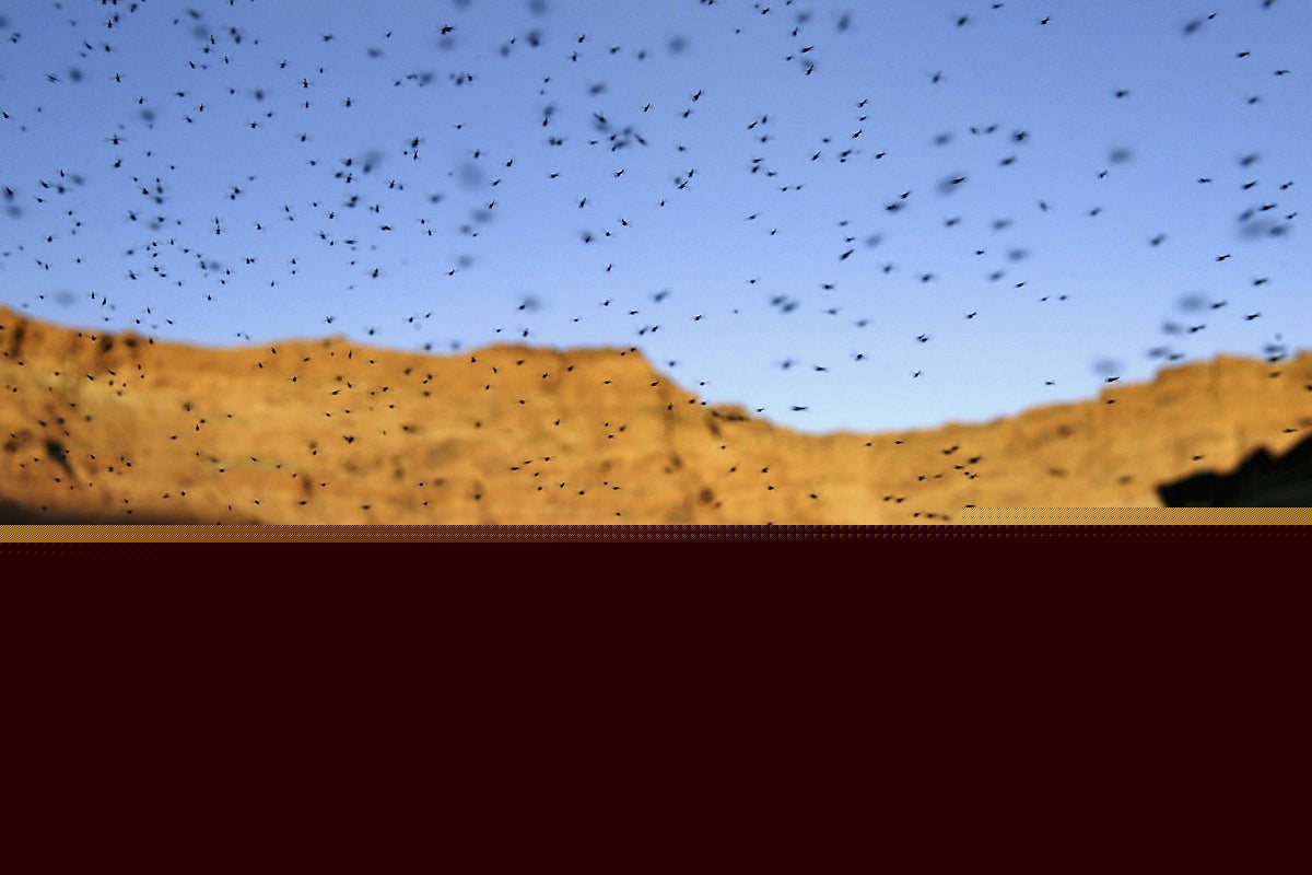 Where have all the mosquitoes gone? Parts of the US are seeing a huge drop — and that has experts worried