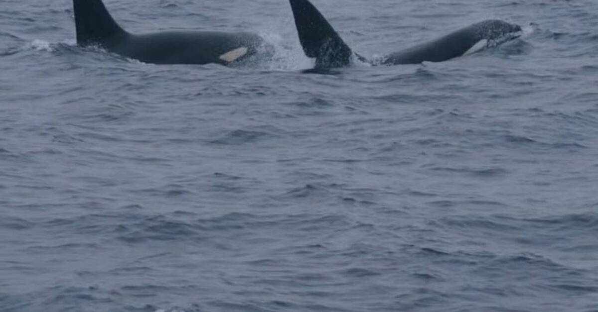 Two killer whales spotted off Donegal coast