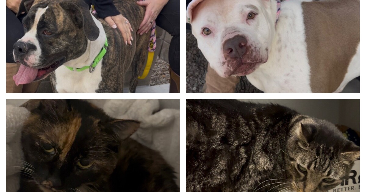 Jersey's Journeys; Pick them up at PACC