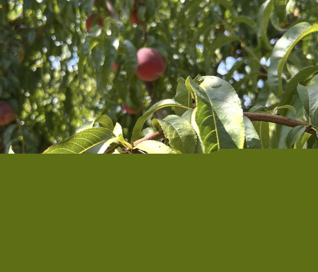 Curious Nature: Why Palisade peaches taste so good every year