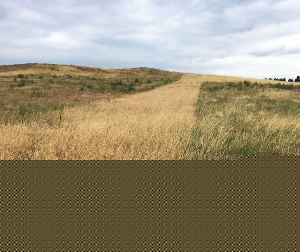 UW-led institute releases film highlighting 10 years of collaborative invasive grass management