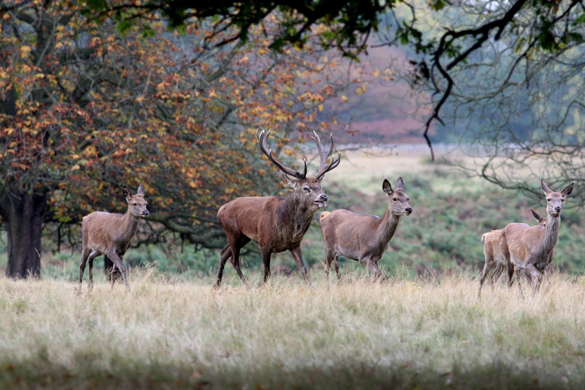 The lynx effect: Smell of predators enough to curb deer browsing, study finds