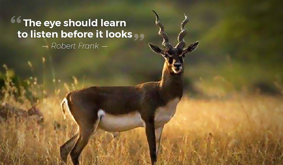 Blackbuck Census Begins in Odisha’s Ganjam District