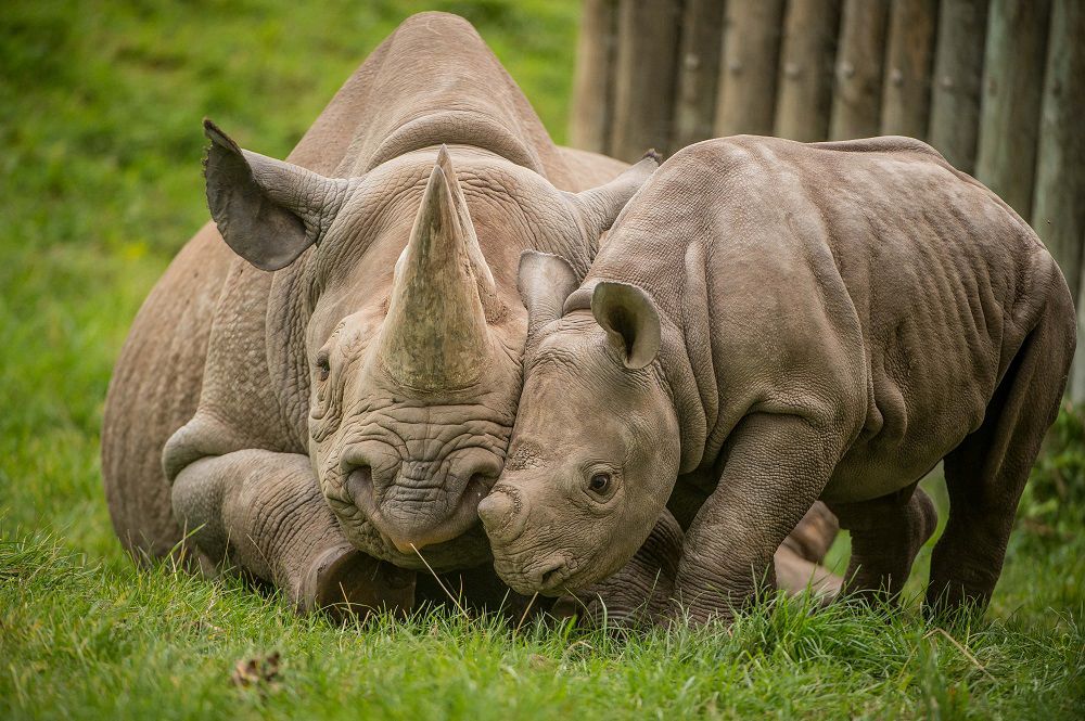 Rhino conservation campaign launched