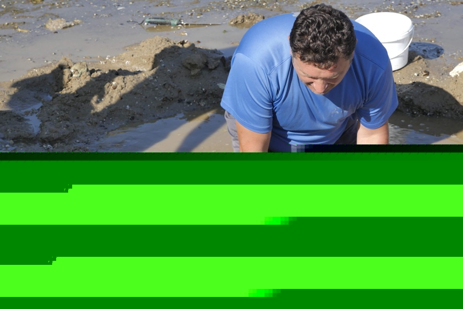 Bulgarie | Le faible niveau du Danube révèle des ossements de mammouth