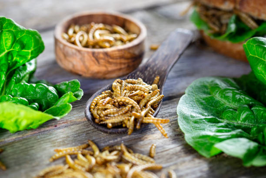 Mealworm Snack: Inovasi Camilan Protein Masa Depan