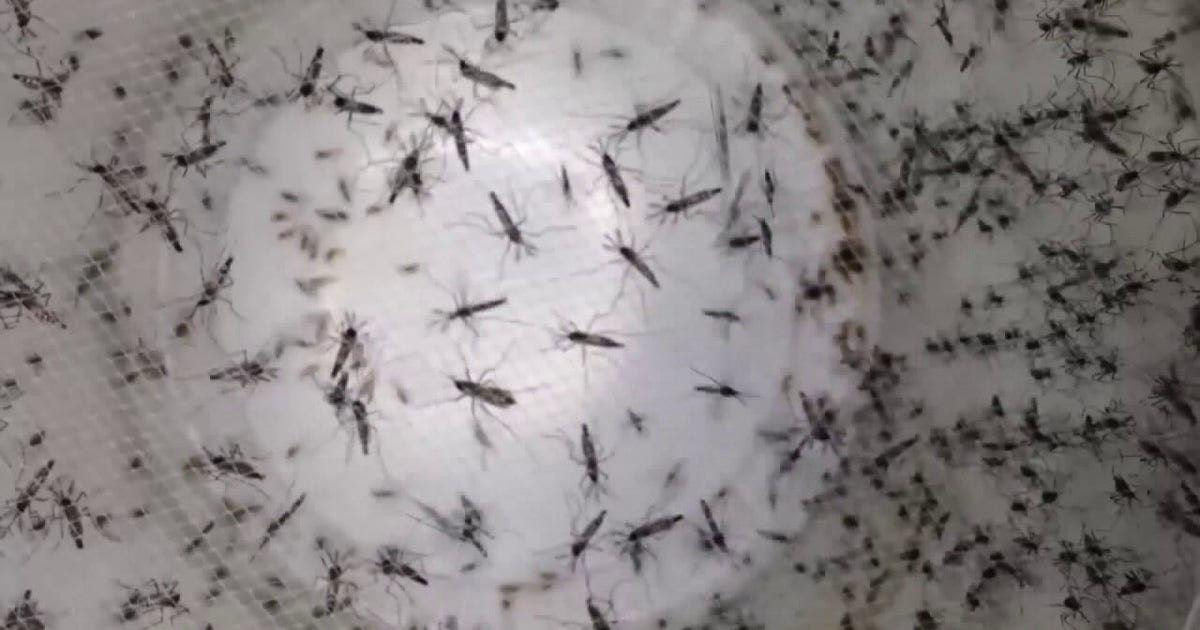Dengue fever Hillsborough County: Two local cases prompt mosquito treatments