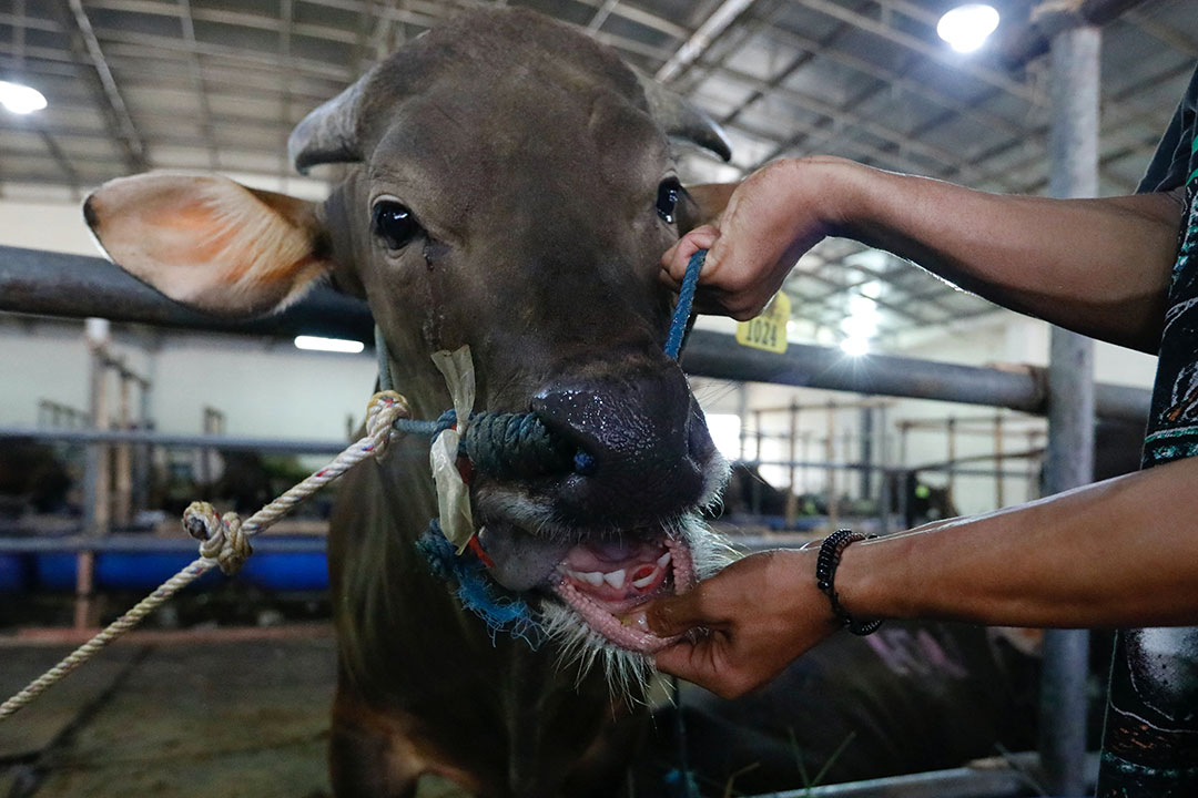 PHL bans imports from 7 countries after FMD outbreak
