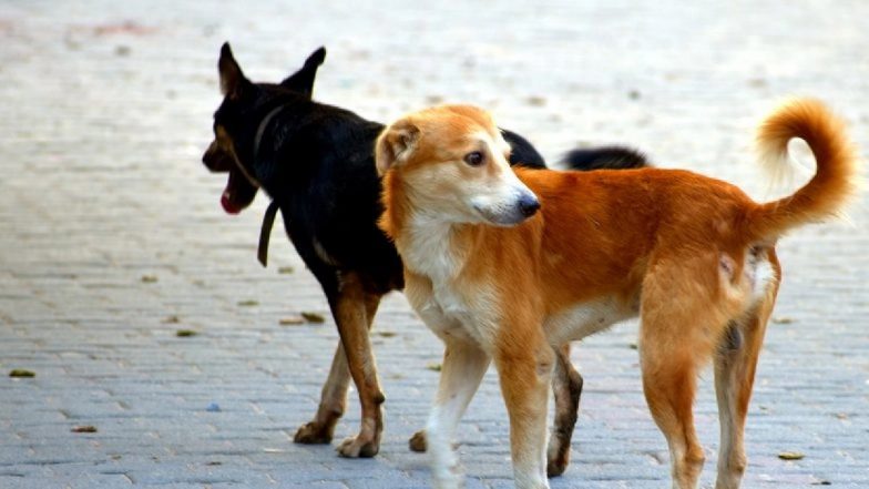 Stray Dog Menace in Jammu and Kashmir’s Rajouri: What Measures Are Authorities Taking?