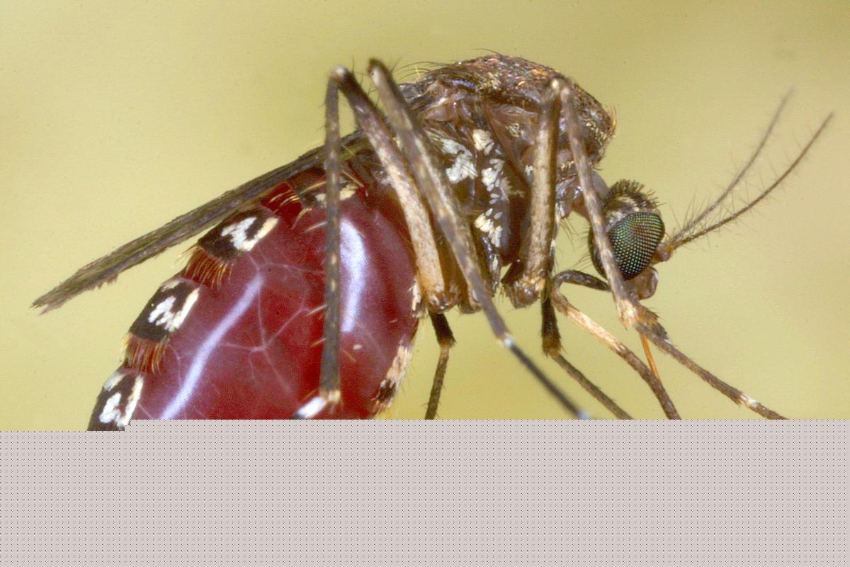 What Parts of Louisiana Have More Positive West Nile Tests in Mosquitoes