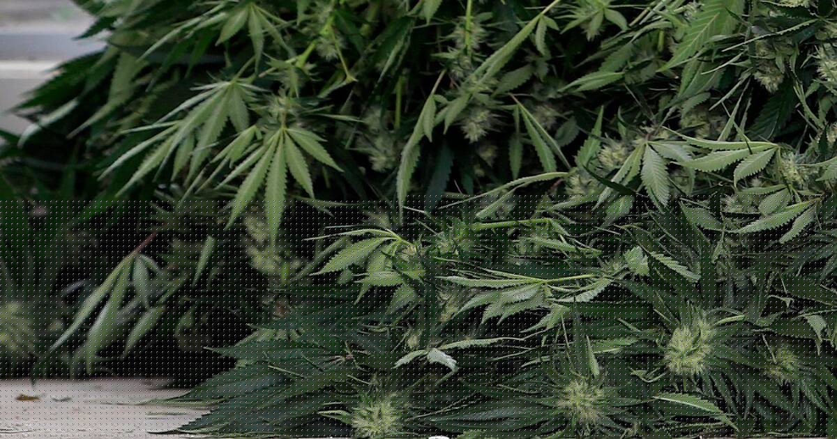 Jail for labourer after DNA found at 178-plant cannabis house