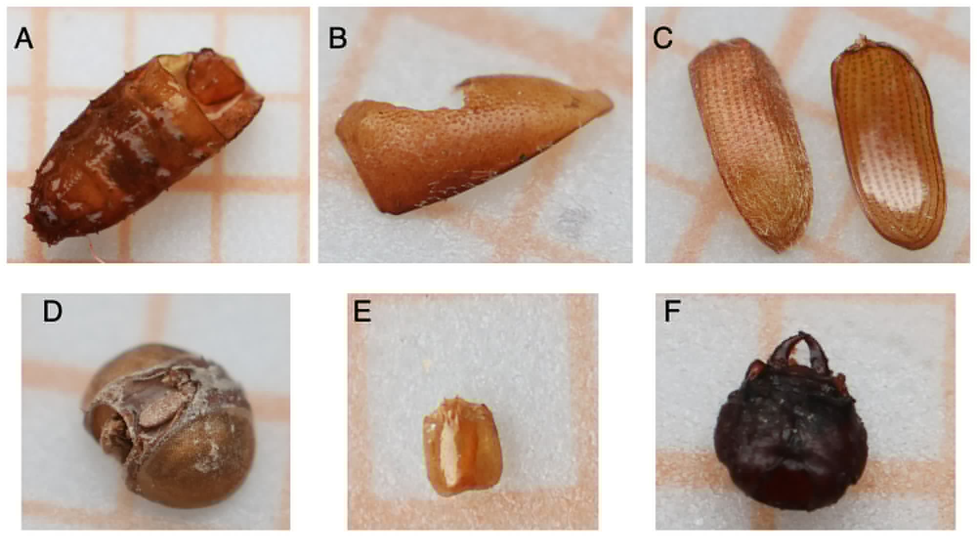 The Insects Buried With Us: Toward Best Practices in Funerary Archaeoentomology
