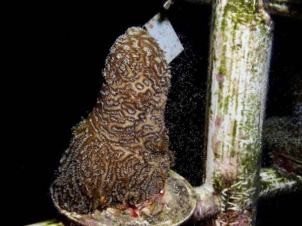 Endangered coral spawns in DoE nursery