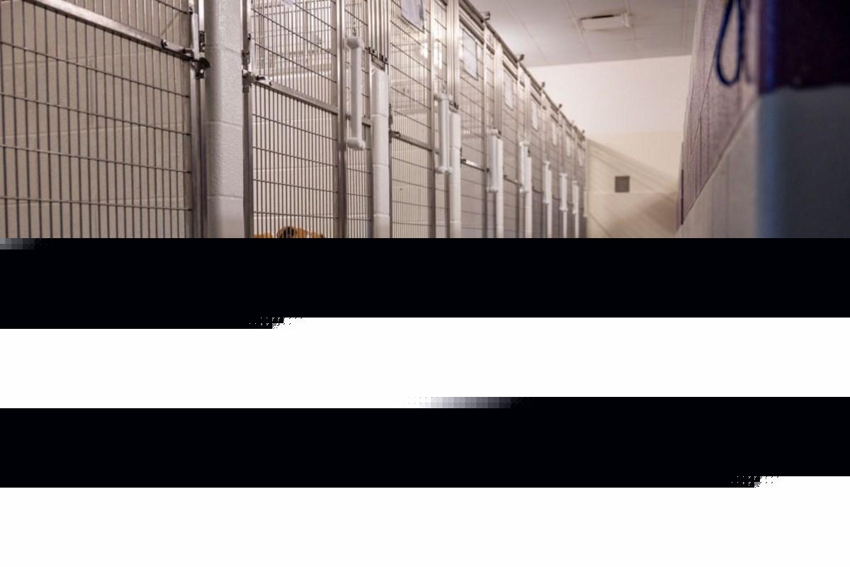 Sad Story! Why Would a Loving Dog Be Surrendered?