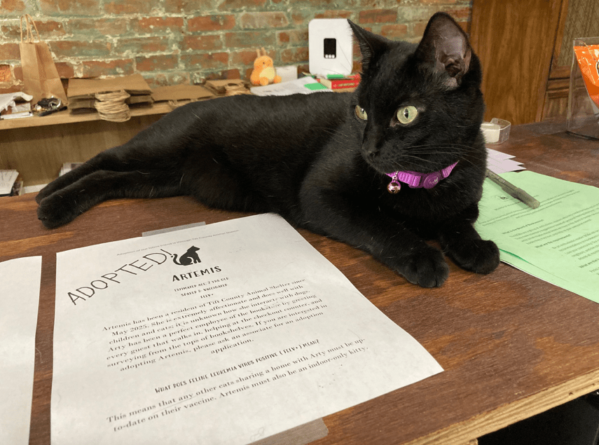 Local bookstore hosts foster cats in partnership with animal shelter