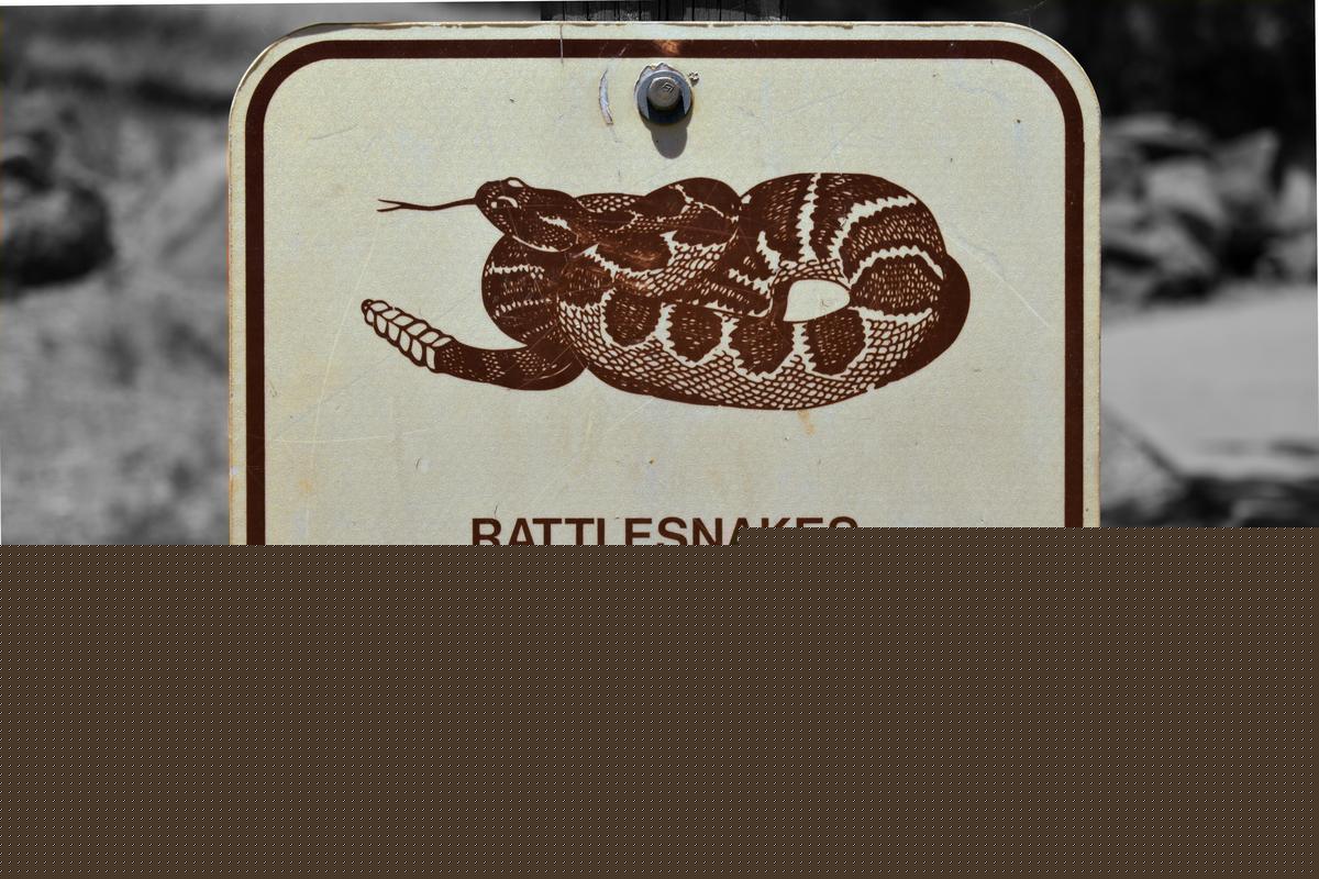 The Real Numbers Behind Montana Rattlesnake Bites