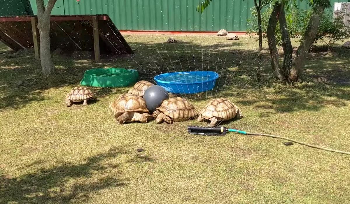 Don't Miss The Excitement Of Turtle Races At Big Joe's In IL