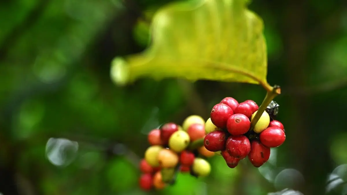 India’s arabica coffee crop may be hit by deficit rain, pest attack