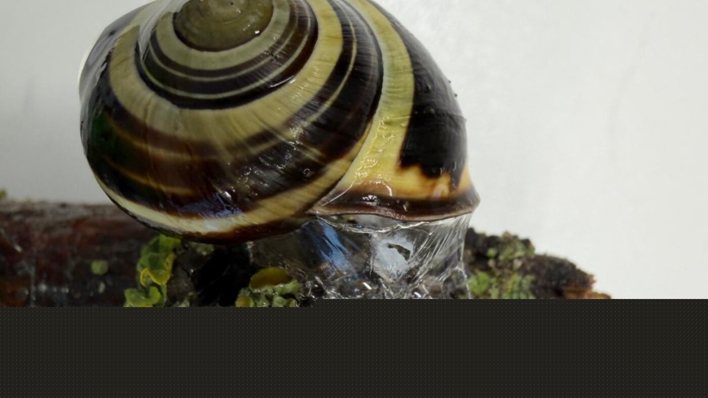 Sticky or slippery? Snails can change their slime to meet the moment