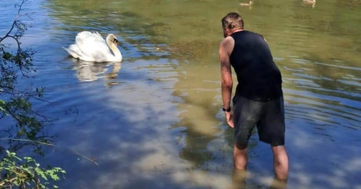 Wildlife centre overwhelmed with 'unprecedented' amount of bird rescues