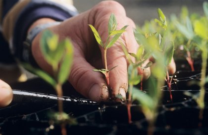 Independent review to assess fairness in horticulture trading