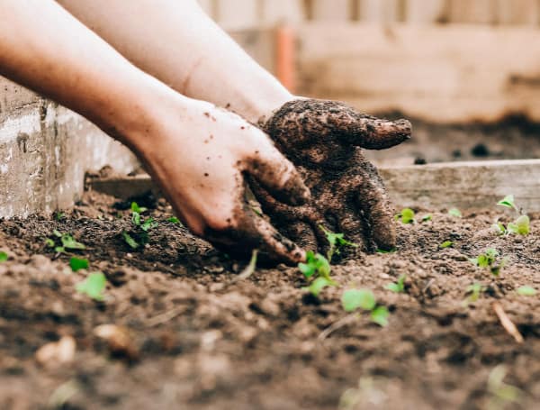 Hillsborough County Extension Service Details August Educational Workshop Lineup