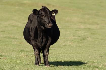 NCBA: Tips to rebuild the cow herd