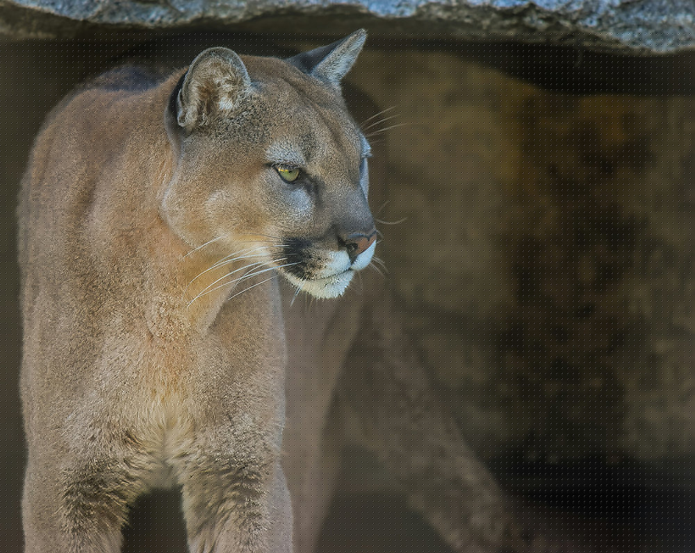 NGPC Considers 2027 Mountain Lion Season