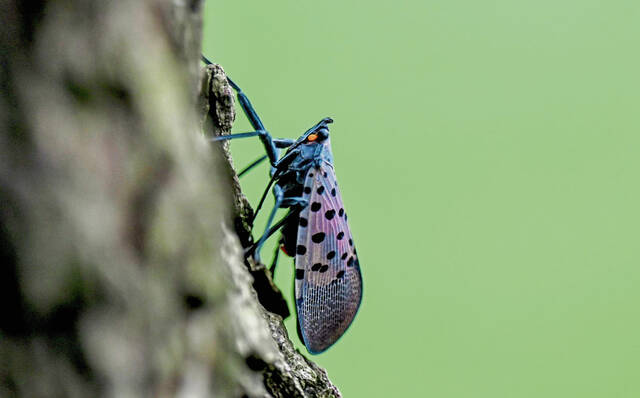 Fetterman, McCormick joint bill aims to combat Spotted Lanternfly spread