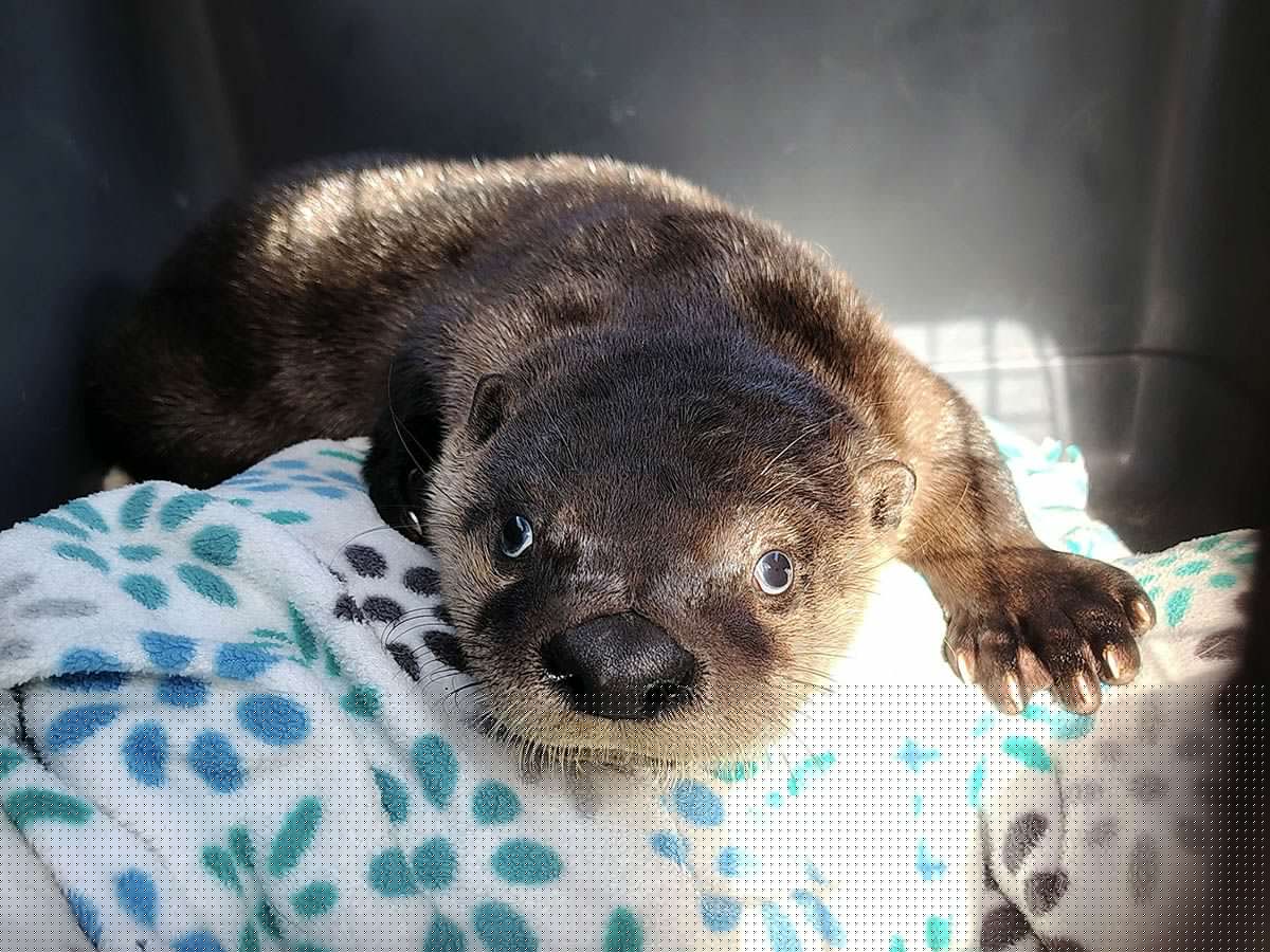 You otter hear this rescue saga from B.C.'s Alert Bay