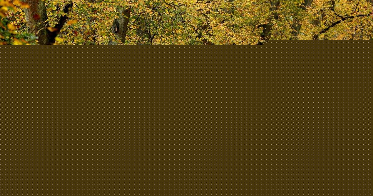 Thetford Forest named among best places to visit in the UK this autumn