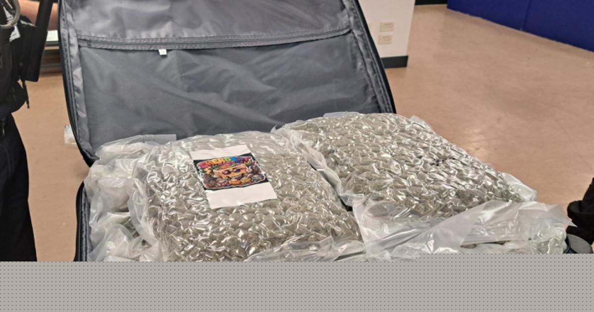 Suspected drug smuggler arrested and large haul of cannabis seized in targeted strike