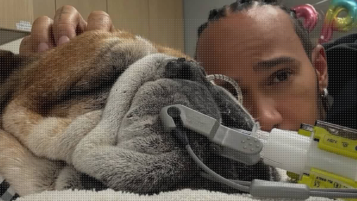 Is it safe to put your dog on a vegan diet? As Lewis Hamilton's plant-based English Bulldog passes away, vets warn pets 'may not thrive' without meat