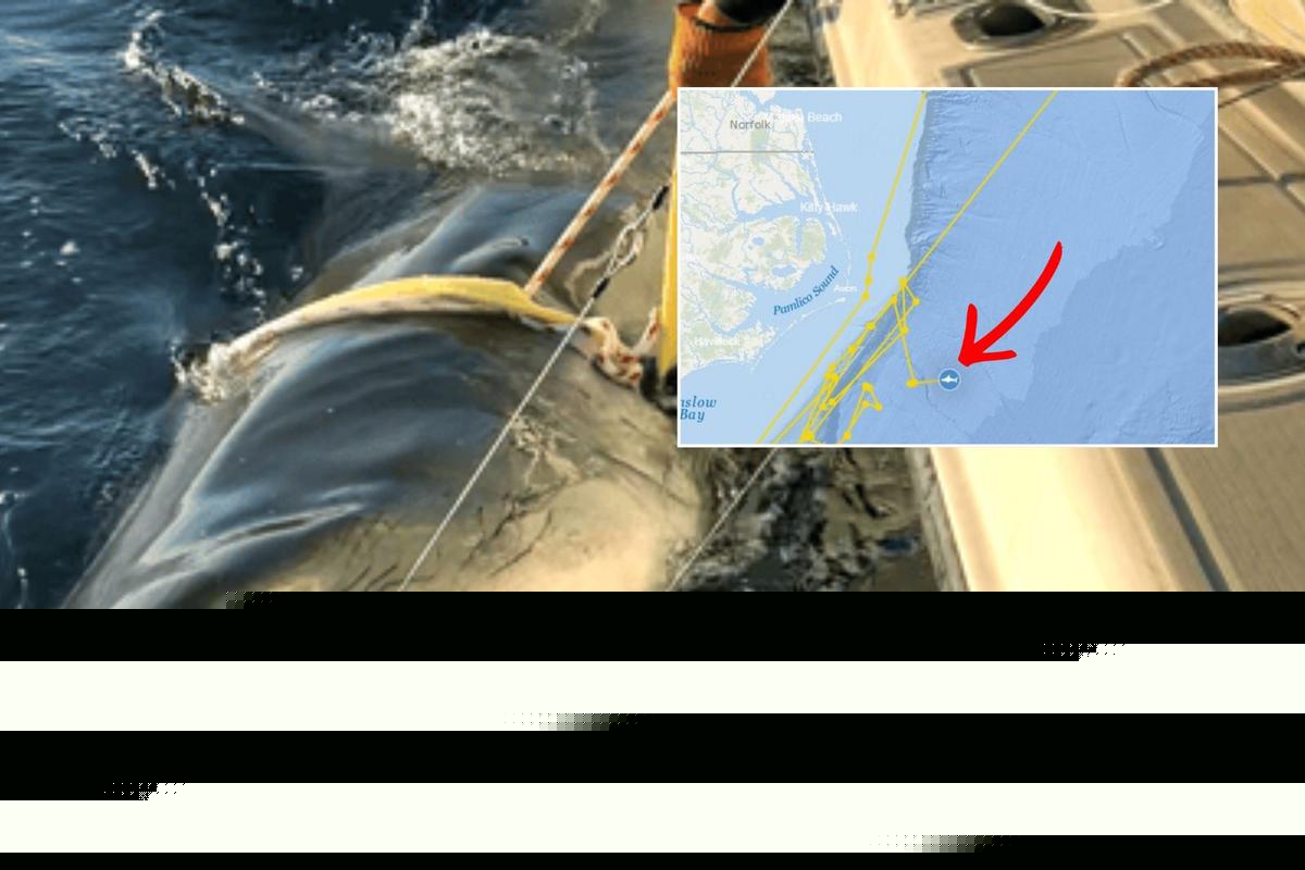 Record-breaking shark may be cruising toward New Jersey beaches