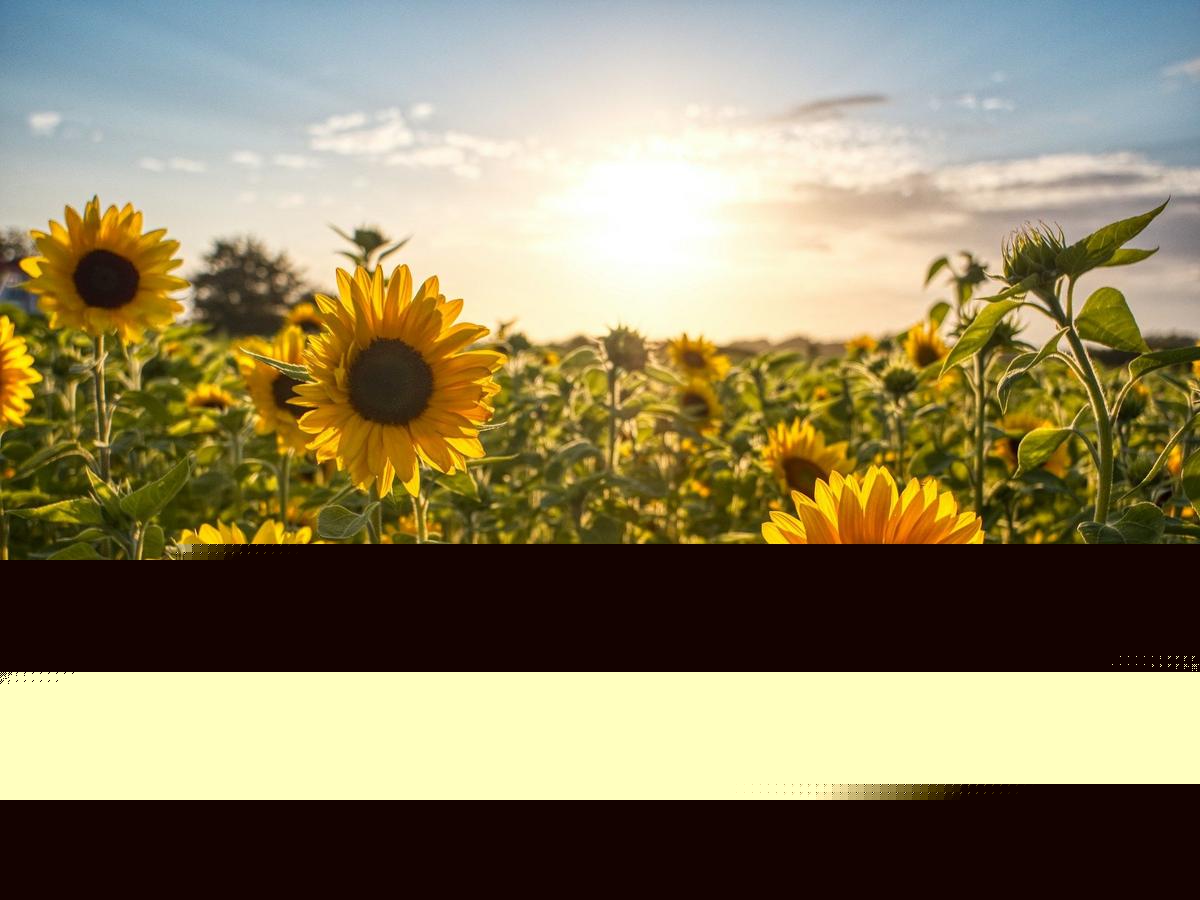 Sunflower Fields Open Now in IL and WI