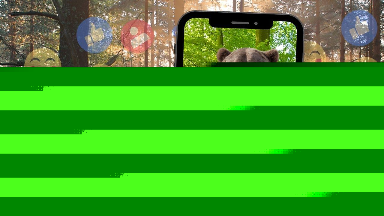Tollpatsch: Bär scheitert an Futterstelle