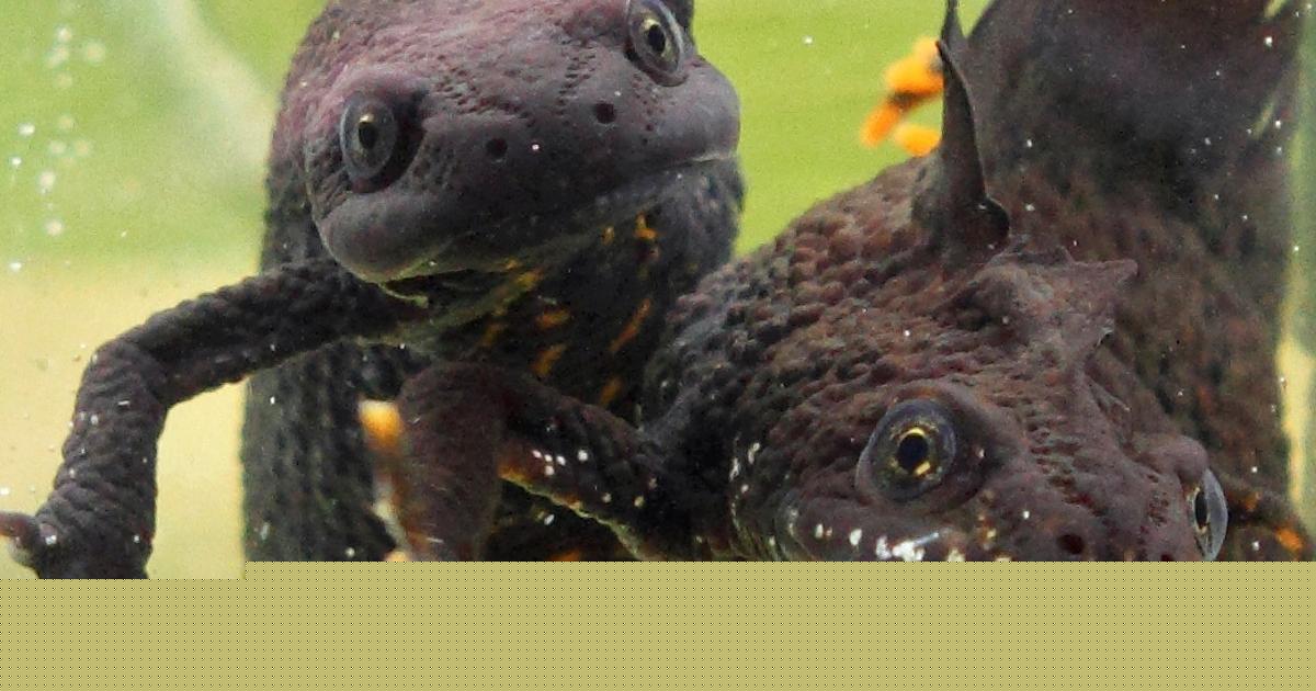 Newts scupper plans for new homes in rural spot